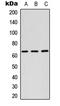 RAB11 Family Interacting Protein 1 antibody, LS-C358266, Lifespan Biosciences, Western Blot image 