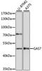 Growth Arrest Specific 7 antibody, A14179, ABclonal Technology, Western Blot image 