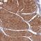PHD finger protein 21A antibody, PA5-54829, Invitrogen Antibodies, Immunohistochemistry paraffin image 