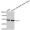 E2F Transcription Factor 3 antibody, STJ111428, St John