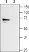 Histamine Receptor H1 antibody, PA5-77463, Invitrogen Antibodies, Western Blot image 