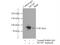 Minichromosome Maintenance Complex Component 7 antibody, 11225-1-AP, Proteintech Group, Immunoprecipitation image 