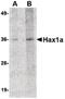 HCLS1 Associated Protein X-1 antibody, PA5-20649, Invitrogen Antibodies, Western Blot image 