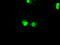 Serine/Threonine Kinase 39 antibody, TA500502, Origene, Immunofluorescence image 