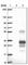 Gap Junction Protein Beta 5 antibody, HPA038146, Atlas Antibodies, Western Blot image 