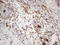 CD13 antibody, LS-C791224, Lifespan Biosciences, Immunohistochemistry paraffin image 