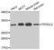 TPD52 Like 2 antibody, MBS129148, MyBioSource, Western Blot image 