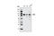 Sp1 Transcription Factor antibody, 5931S, Cell Signaling Technology, Western Blot image 