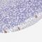 Protein Kinase C Gamma antibody, NBP2-38569, Novus Biologicals, Immunohistochemistry frozen image 