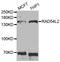 RAD54 Like 2 antibody, LS-C334522, Lifespan Biosciences, Western Blot image 
