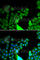 BCL2 Like 14 antibody, A6478, ABclonal Technology, Immunofluorescence image 