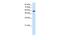 Ring Finger Protein 14 antibody, PA5-41476, Invitrogen Antibodies, Western Blot image 