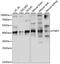 Twinfilin Actin Binding Protein 1 antibody, 15-978, ProSci, Western Blot image 