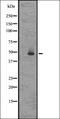 G Protein-Coupled Receptor 83 antibody, orb335578, Biorbyt, Western Blot image 