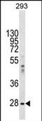 Eukaryotic Translation Initiation Factor 2B Subunit Alpha antibody, PA5-71697, Invitrogen Antibodies, Western Blot image 