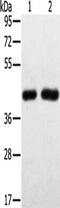 Solute Carrier Family 16 Member 3 antibody, CSB-PA278926, Cusabio, Western Blot image 