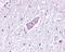 MAS Related GPR Family Member D antibody, NBP2-29492, Novus Biologicals, Immunohistochemistry paraffin image 