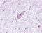 MRGPRD antibody, NBP2-29492, Novus Biologicals, Immunohistochemistry paraffin image 