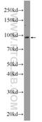 Pogo Transposable Element Derived With KRAB Domain antibody, 24888-1-AP, Proteintech Group, Western Blot image 