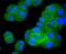 BCL2 Like 1 antibody, NBP2-67363, Novus Biologicals, Immunofluorescence image 