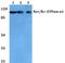 ATPase Na+/K+ Transporting Subunit Alpha 1 antibody, A00956Y10, Boster Biological Technology, Western Blot image 