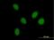Jade Family PHD Finger 3 antibody, H00009767-B01P, Novus Biologicals, Immunocytochemistry image 
