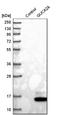 Guanylate Cyclase Activator 2A antibody, HPA018215, Atlas Antibodies, Western Blot image 