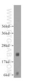 Mediator Complex Subunit 30 antibody, 16787-1-AP, Proteintech Group, Western Blot image 