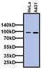 Transcription initiation factor TFIID subunit 5 antibody, MA3-076, Invitrogen Antibodies, Western Blot image 