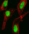 Homeobox C10 antibody, LS-C157815, Lifespan Biosciences, Immunofluorescence image 