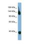 Semaphorin 6A antibody, NBP1-69281, Novus Biologicals, Western Blot image 