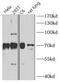 Solute Carrier Family 1 Member 3 antibody, FNab03475, FineTest, Western Blot image 