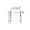 Bromodomain Adjacent To Zinc Finger Domain 1B antibody, VPA00228, Bio-Rad (formerly AbD Serotec) , Western Blot image 