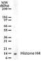 Histone Cluster 4 H4 antibody, PA1-41184, Invitrogen Antibodies, Western Blot image 