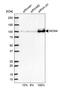 Minichromosome Maintenance Complex Component 4 antibody, HPA004873, Atlas Antibodies, Western Blot image 
