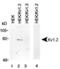 RAK antibody, PA5-23011, Invitrogen Antibodies, Western Blot image 