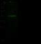 Trans-1,2-dihydrobenzene-1,2-diol dehydrogenase antibody, 103007-T32, Sino Biological, Western Blot image 