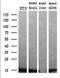 Profilin 1 antibody, NBP2-02577, Novus Biologicals, Western Blot image 