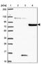 CLK4 Associating Serine/Arginine Rich Protein antibody, PA5-63861, Invitrogen Antibodies, Western Blot image 