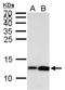 Histone Cluster 4 H4 antibody, NBP2-42863, Novus Biologicals, Western Blot image 