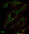 Solute Carrier Family 25 Member 37 antibody, abx034483, Abbexa, Immunocytochemistry image 