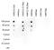 Histone Cluster 4 H4 antibody, NBP2-59254, Novus Biologicals, Dot Blot image 