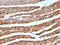 Cytochrome C, Somatic antibody, MBS438744, MyBioSource, Immunohistochemistry paraffin image 