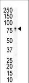 EPH Receptor B3 antibody, LS-C100285, Lifespan Biosciences, Western Blot image 