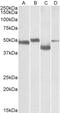 GNAS1 antibody, 42-594, ProSci, Enzyme Linked Immunosorbent Assay image 