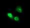 CD163 antibody, NBP2-46115, Novus Biologicals, Immunofluorescence image 