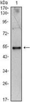 Interleukin 34 antibody, NBP1-51627, Novus Biologicals, Western Blot image 
