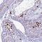 Histone Cluster 4 H4 antibody, PA5-59912, Invitrogen Antibodies, Immunohistochemistry frozen image 