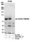 C2CD2 Like antibody, A304-764A, Bethyl Labs, Immunoprecipitation image 