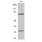 Lamin A/C antibody, LS-C380509, Lifespan Biosciences, Western Blot image 